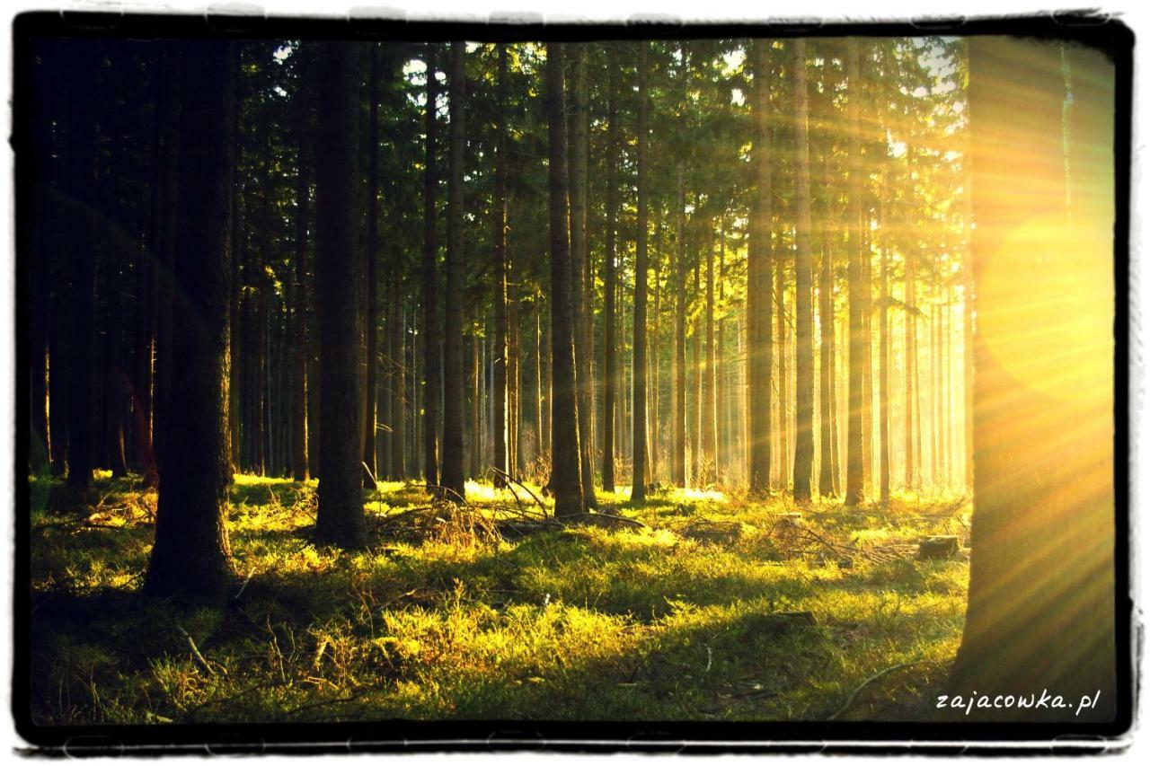 Vila Zajacowka Polanica-Zdrój Exteriér fotografie